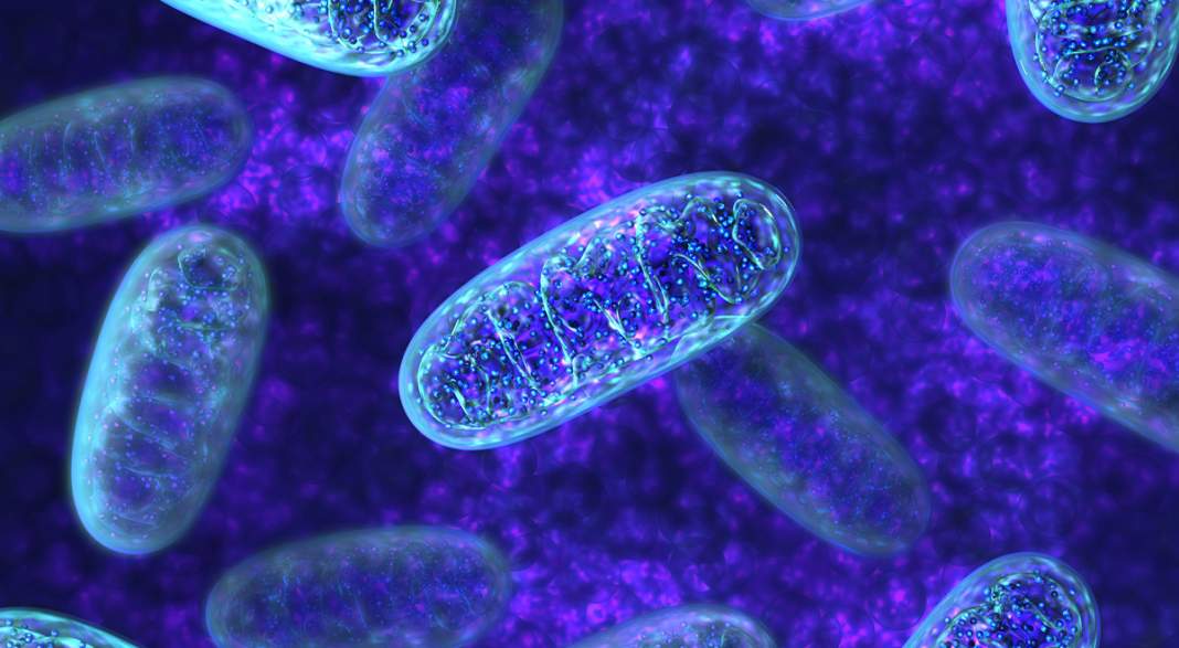 Mitochondria-v2