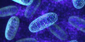 Μιτοχόνδρια & Κρεατίνη